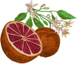 Sangumé Apéritif, creato con arance sanguinella coltivate in Catania, racchiude in sé tutta la bellezza dei profumi tipici della Sicilia orientale.
